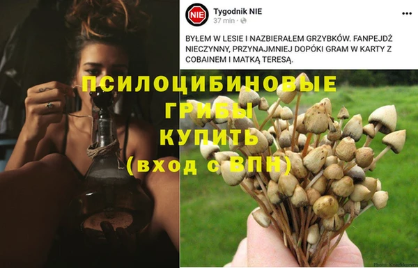 ГАЛЛЮЦИНОГЕННЫЕ ГРИБЫ Осинники
